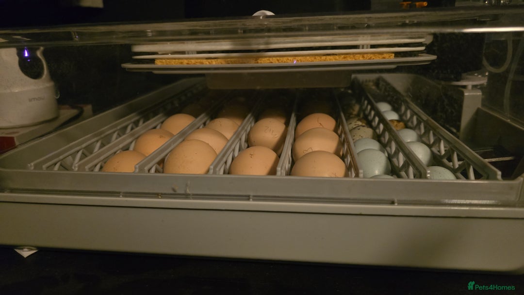 Quail poultry for sale: Quails, Poultry & hatching eggs - Advert 3