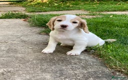 Cocker Spaniel dogs for sale: Cocker Spaniel Puppies  - Image 2