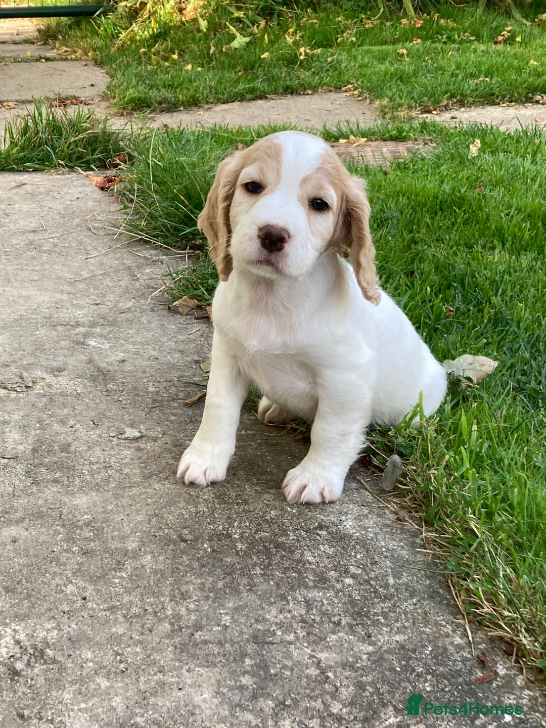 Cocker Spaniel dogs for sale: Cocker Spaniel Puppies  - Image 2