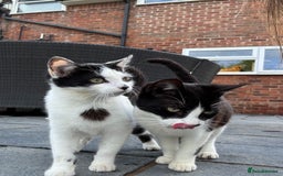 British Shorthair cats for sale: Brother and sister need rehoming  - Image 1