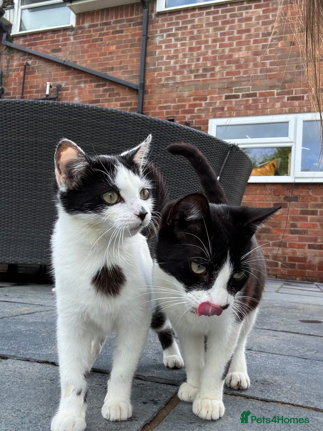 British Shorthair cats for sale: Brother and sister need rehoming  - Image 1
