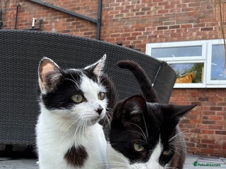 British Shorthair cats - Advert 11