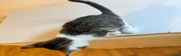 Mixed Breed cats for sale: 9 Adorable Mixed-Breed Kittens for Sale – £90  - Advert 16