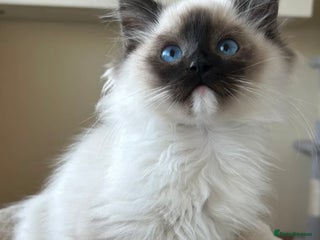 Ragdoll cats Ragdoll kittens one boy left seal mitted. - Advert 13