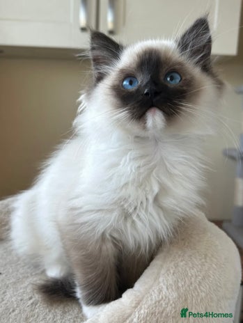 Ragdoll cats Ragdoll kittens one boy left seal mitted. - Advert 16