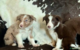 Border Collie dogs for sale: Stunning Merle Border Collie puppies.  - Image 6