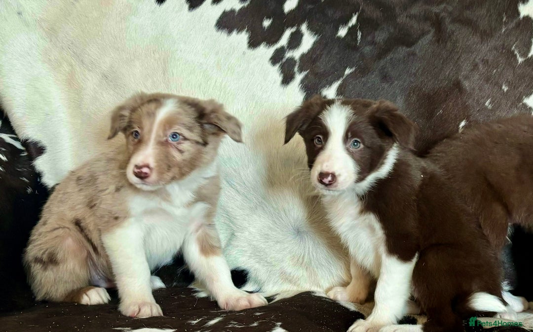 Border Collie dogs for sale: Stunning Merle Border Collie puppies.  - Image 6