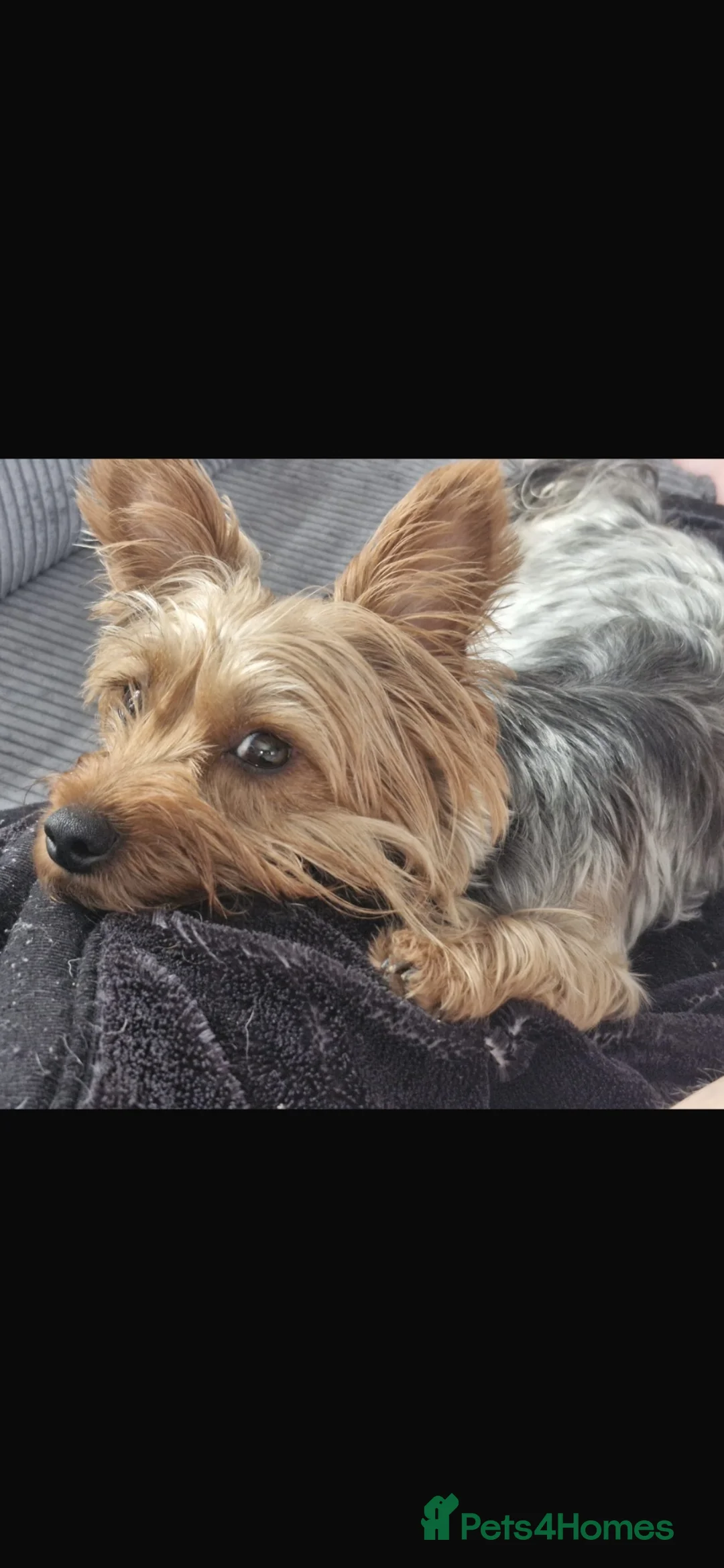 Mixed Breed dogs for sale: Puppy  - Advert 6