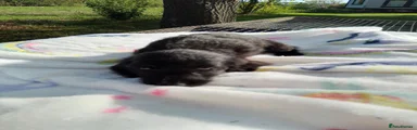 Doxiepoo 4