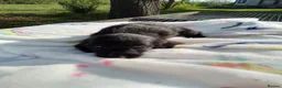 Doxiepoo dogs for sale: Daxiepoos 5 gorgeous pups  in Sturminster Newton - Advert 7