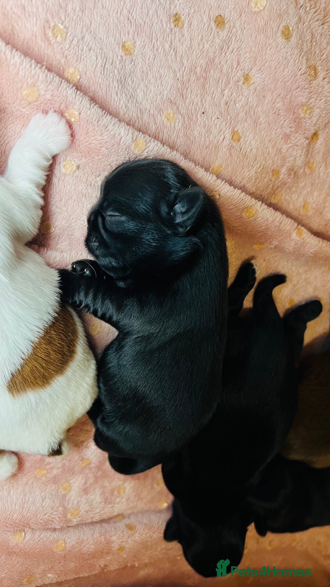 Shih Tzu dogs for sale: Shih Tzu Puppies - Advert 12