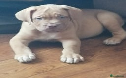 Dogue De Bordeaux dogs for sale: Gorgeous DOUGUE Babies - Image 30