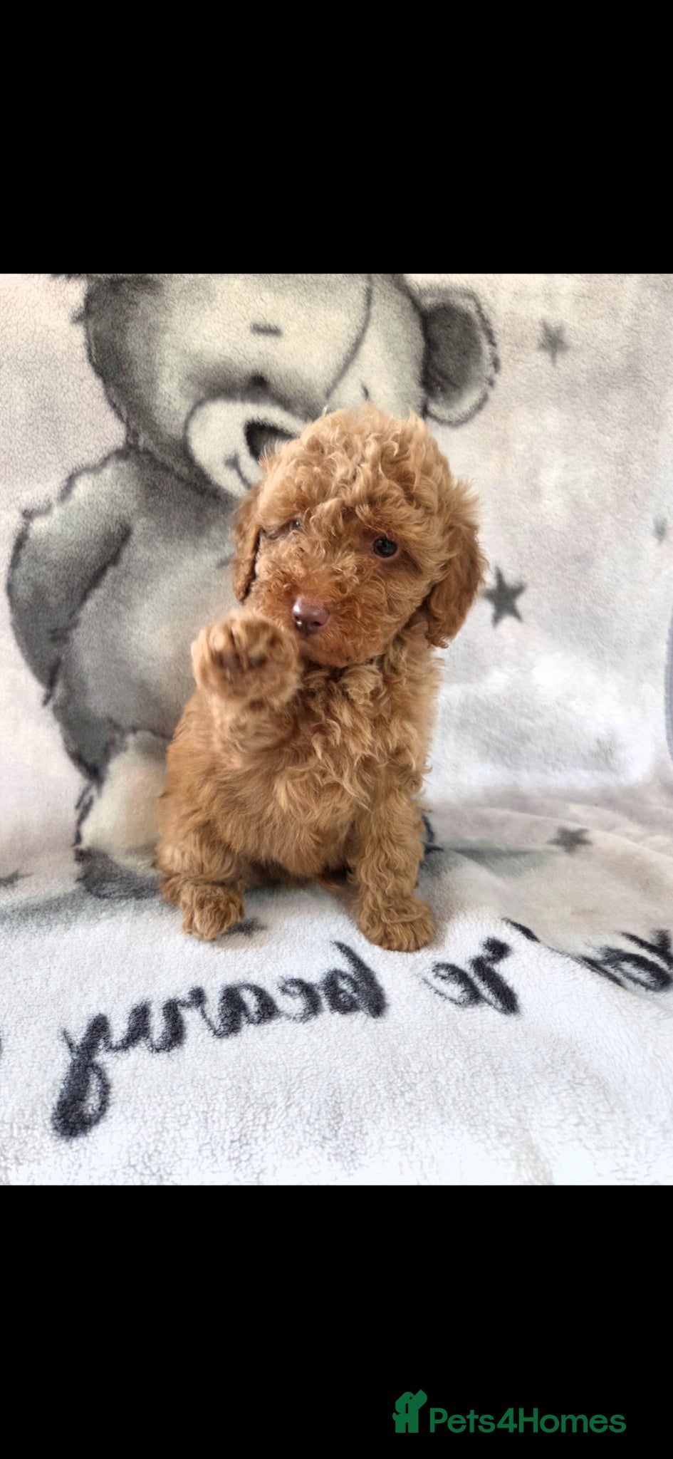 Cockapoo dogs F1BB COCKAPOOS - Advert 1