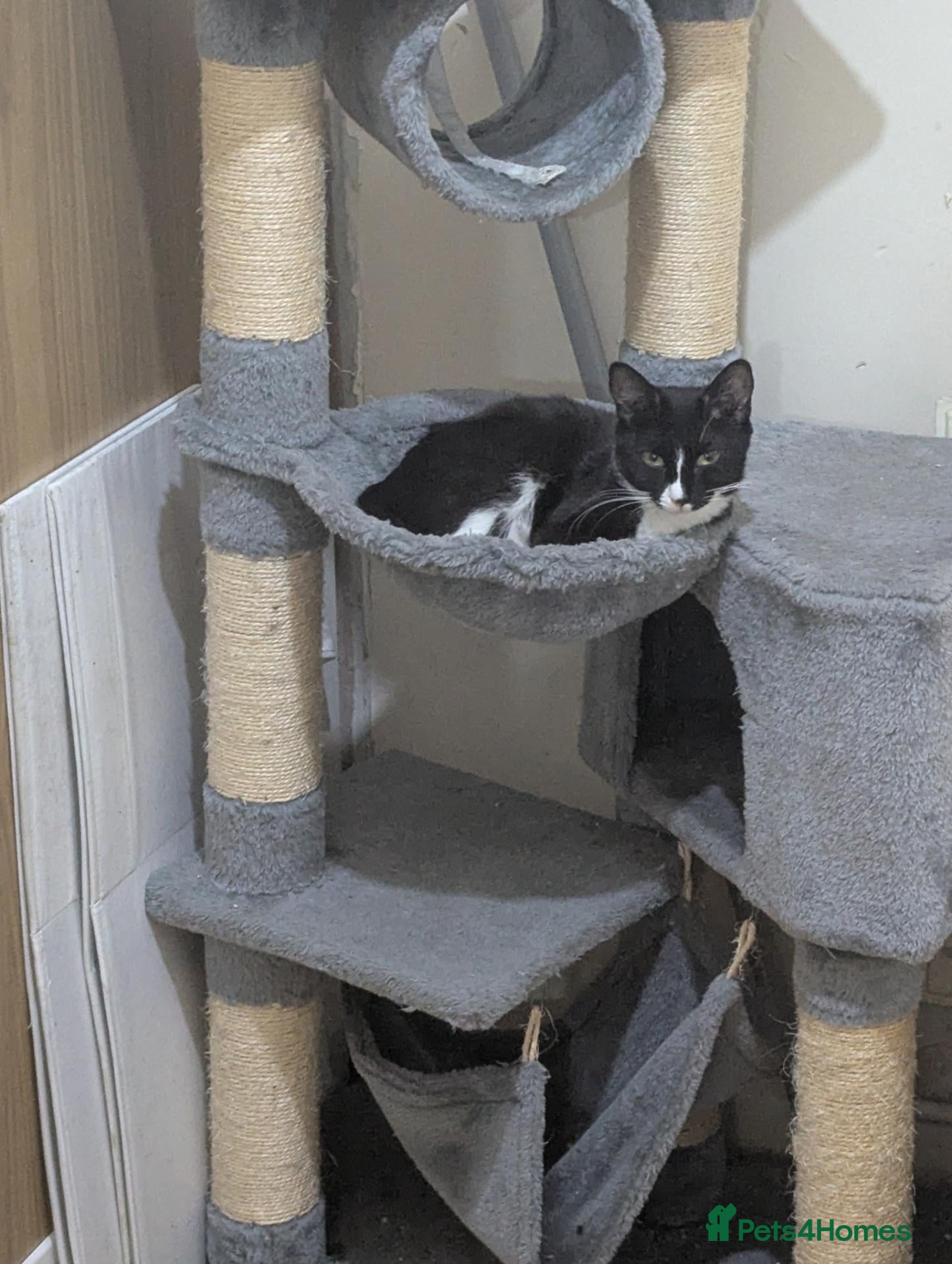 Mixed Breed cats 5 month old  - Advert 2