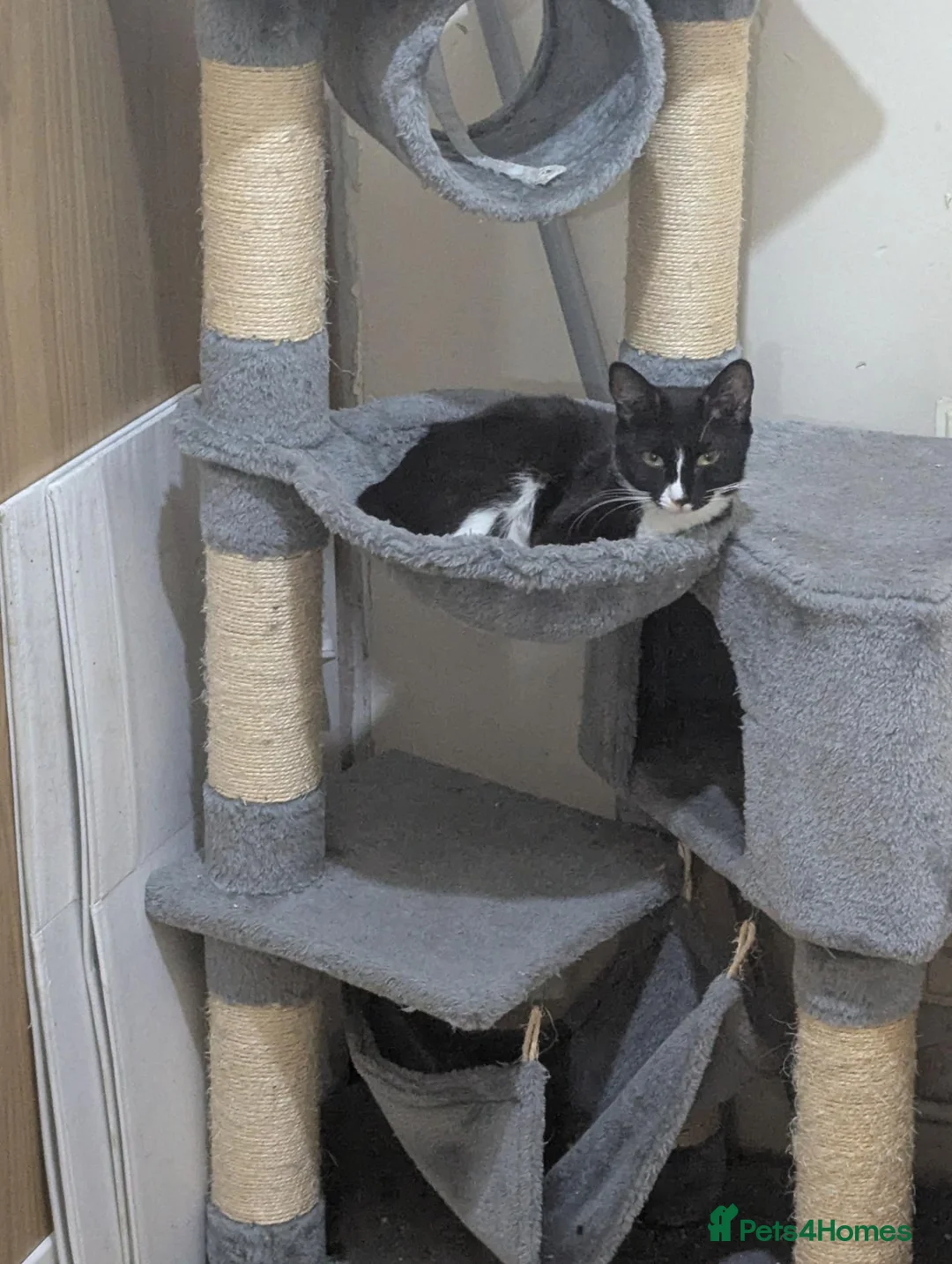 Mixed Breed cats for sale: 5 month old  - Advert 1