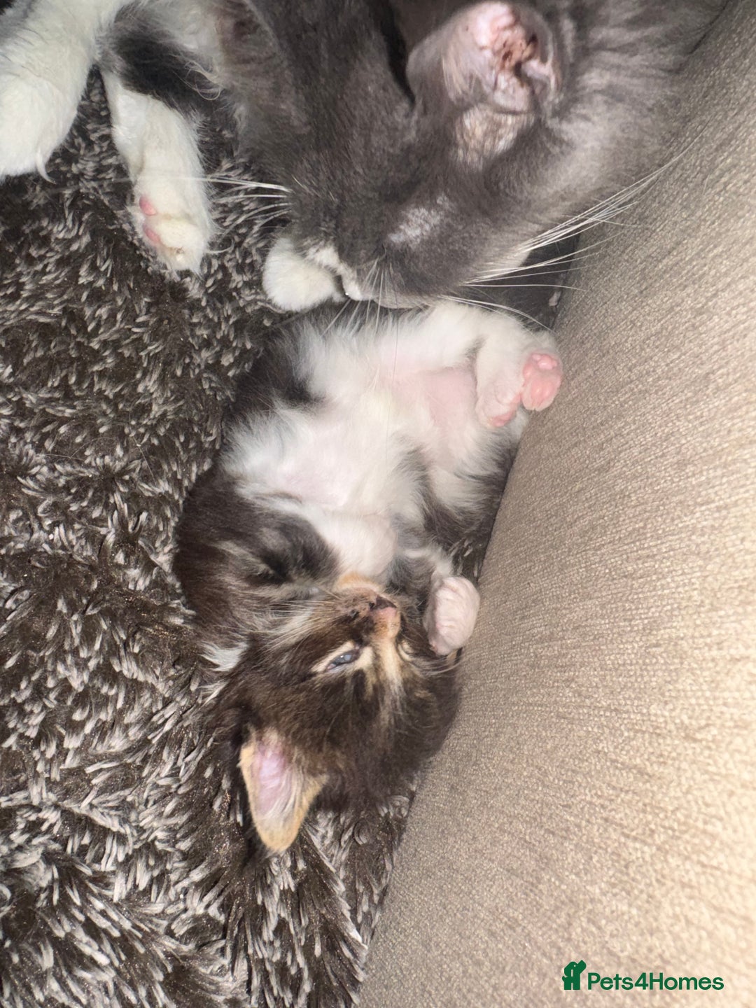 Maine Coon cats for sale: Full Maine Coon for sale - Advert 38