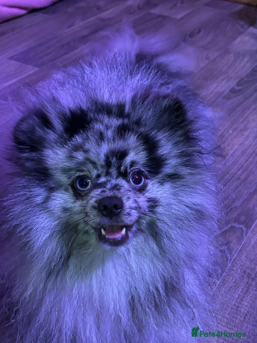 Pomeranian dogs for stud: Beautiful blue eyed Alaskan merle Pomeranian stud in Swansea - Advert 3