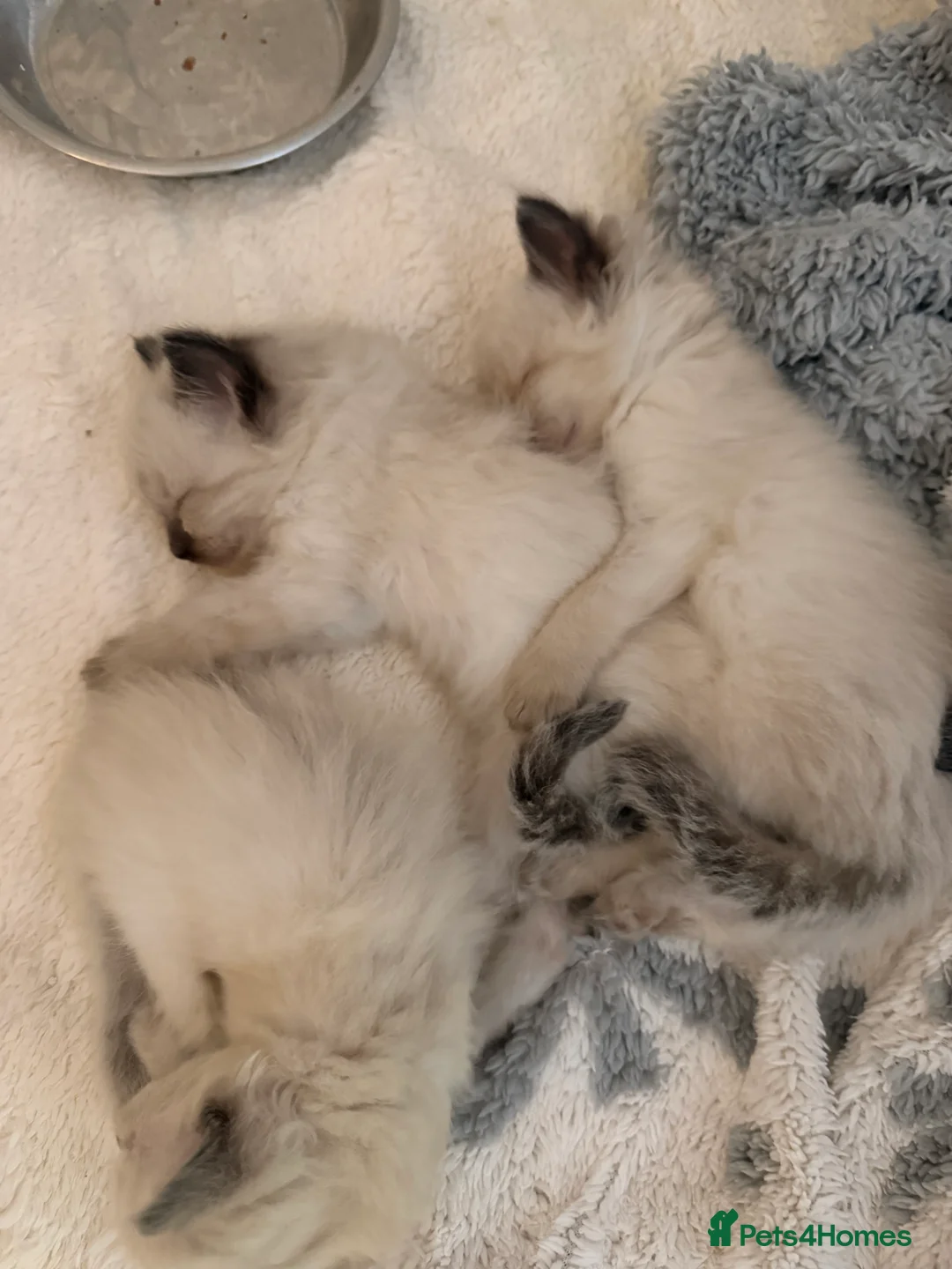 Ragdoll cats for sale: 5 beautiful ragdoll babies 🩷🩷🩷🩵🩵 - Advert 21