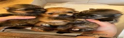 Pomeranian dogs for sale: Pomeranian puppy’s  - Advert 7
