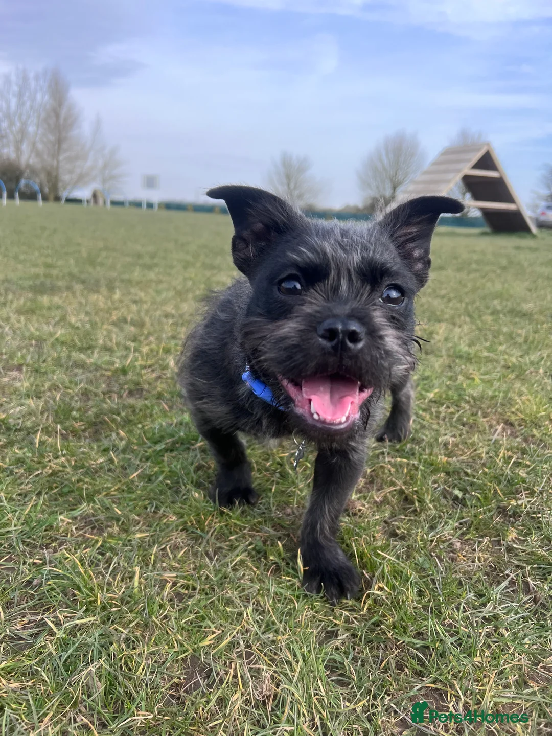 Mixed Breed dogs for sale: Frenchie x ShihTzu (French BullSh*!) - Advert 5