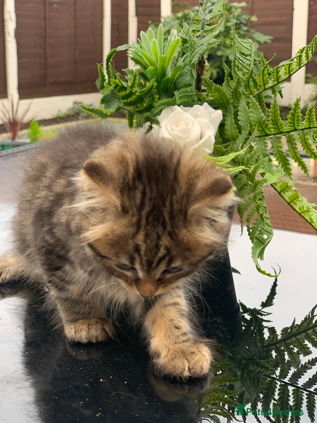 Toyger cats for sale: Tabby kittens  - Image 3