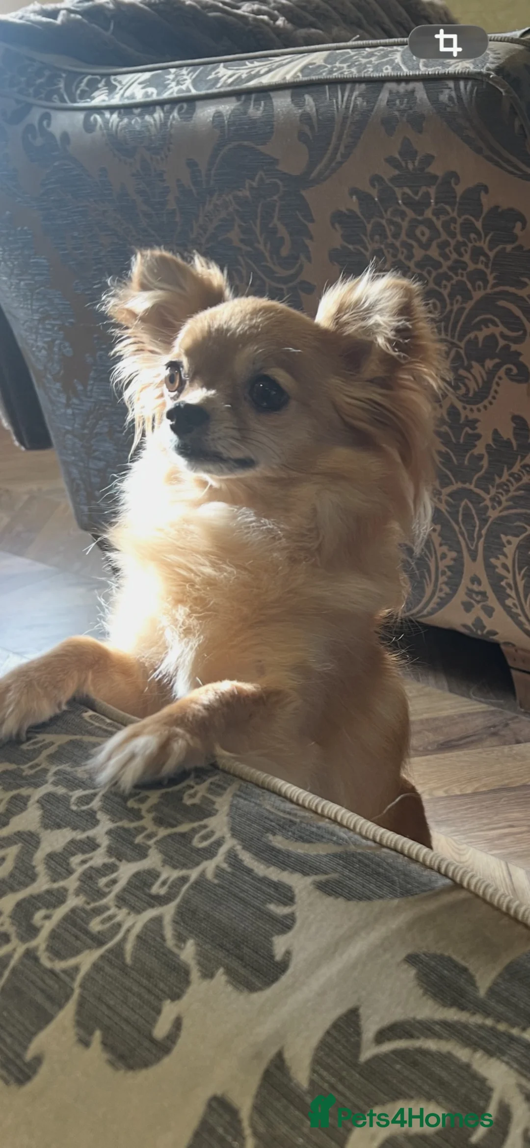Chihuahua dogs for sale: Black and Tan pure pedigeee long coat boy  - Advert 21