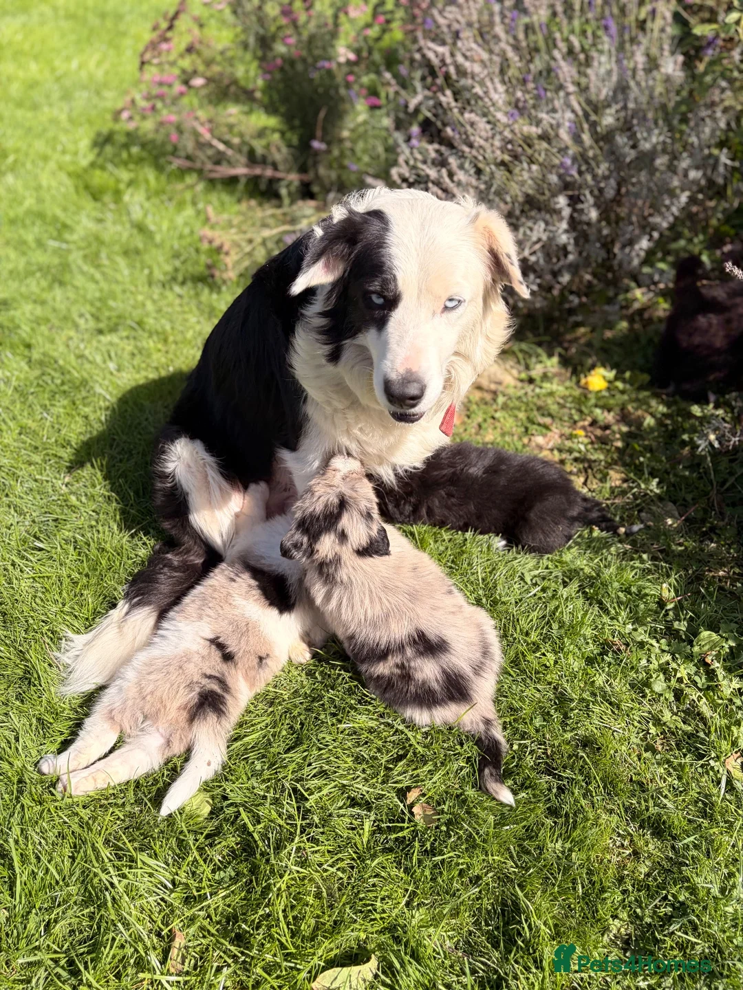 Border Collie dogs for sale: STUNNING BORDER COLLIE PUPS.  - Advert 2