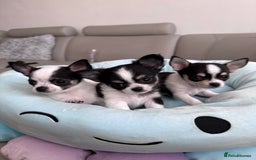 Chihuahua dogs for sale: Chihuahua  - Image 19