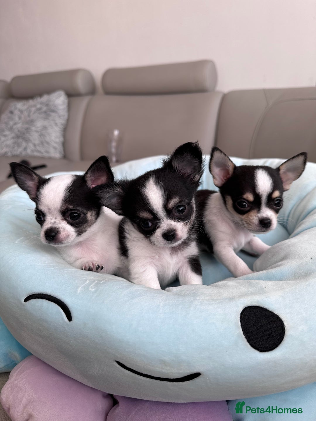 Chihuahua dogs for sale: Chihuahua  - Image 19