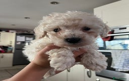 Cavapoochon dogs for sale: Cavapoochon - Image 5