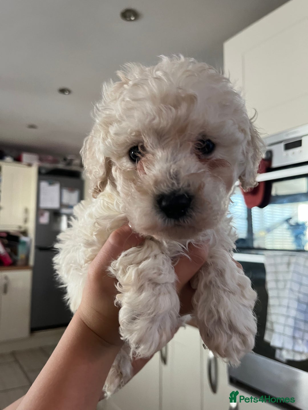 Cavapoochon dogs for sale: Cavapoochon - Image 5