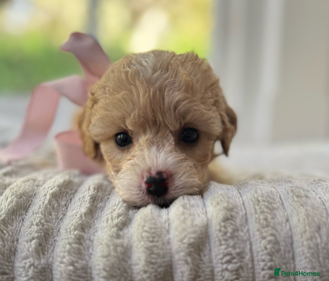 Cavapoochon dogs for sale: Cavapoochon puppies - Image 10