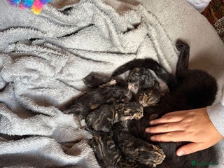 Domestic Shorthair cats for sale - Advert 1