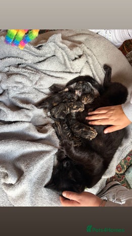 Domestic Shorthair cats - Advert 3