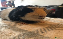 Guinea Pig rodents for sale: Guinea pig boar tri-colour - Advert 3