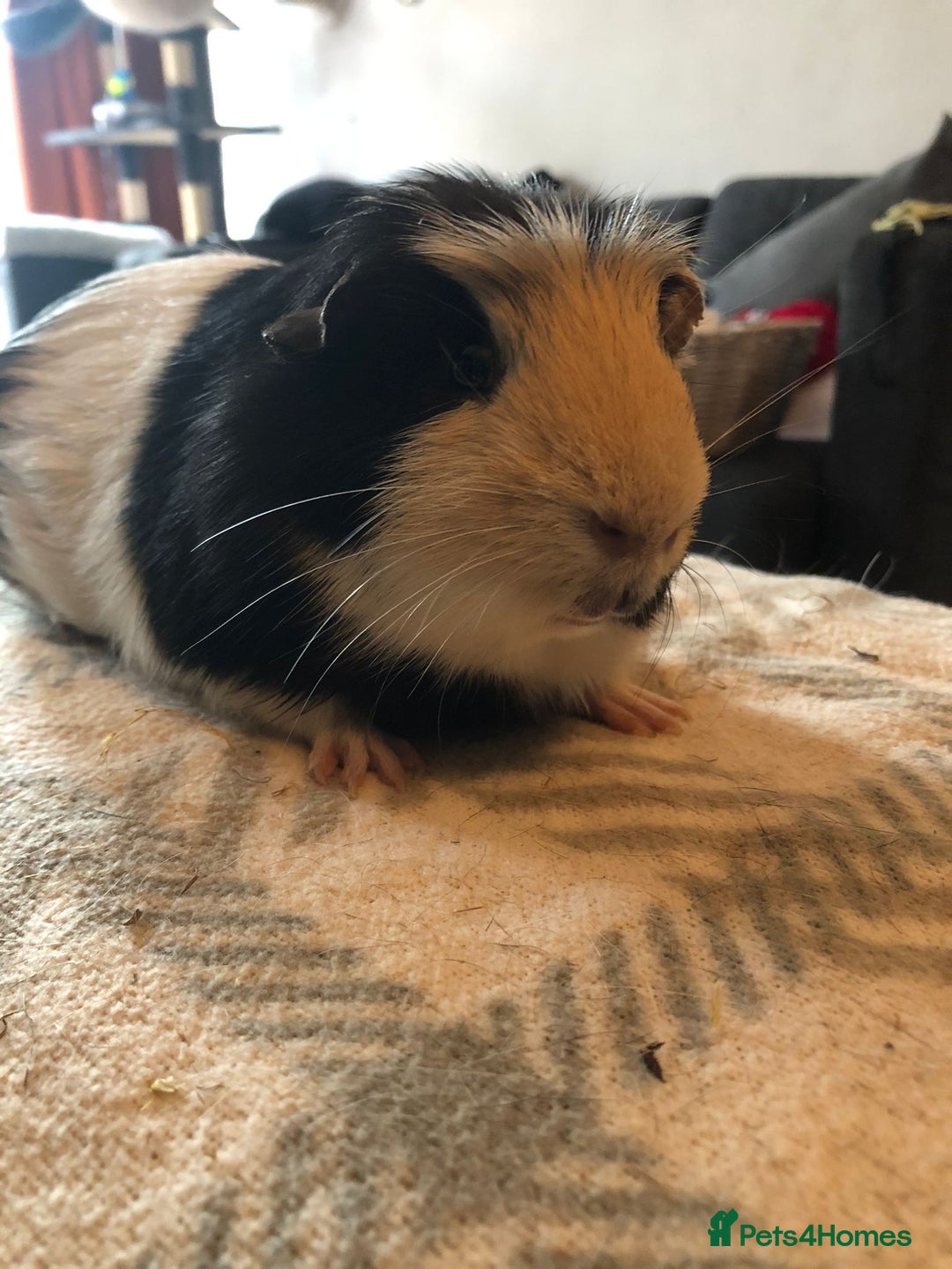 Guinea Pig rodents for sale: Guinea pig boar tri-colour - Advert 3