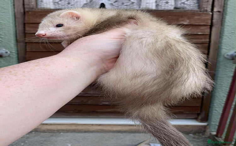 Ferret rodents - Advert 8