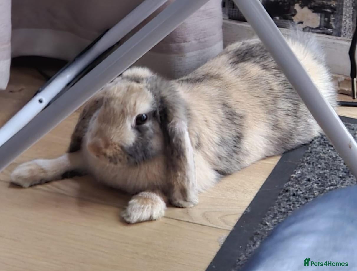 Mini Lop rabbits Mini Lop Rabbit  - Advert 1