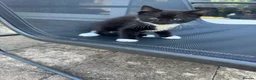 Domestic Shorthair cats for sale: Tuxedo female kittens in Chelmsford - Advert 6