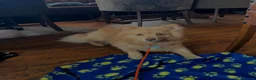 Pomeranian dogs for stud: bluebell  - Advert 6