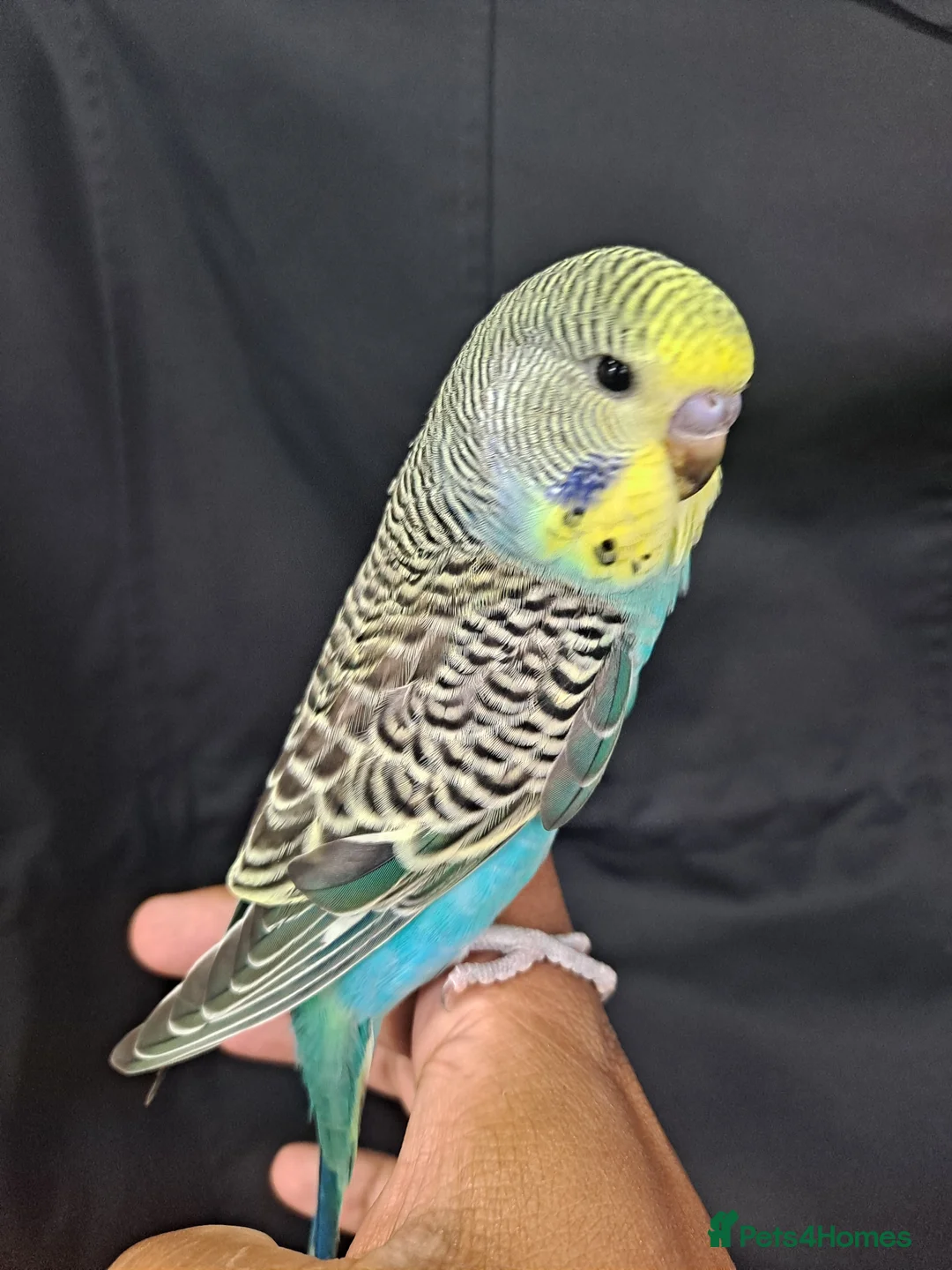 Budgerigars birds for sale: Silly hand tamed baby budgies for sale  - Advert 5