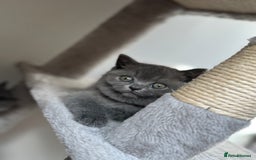 British Shorthair cats for sale: GCCF Registered British Shorthair kittens  - Image 3