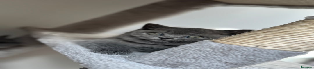British Blue Shorthair Kitten Black Collar 
