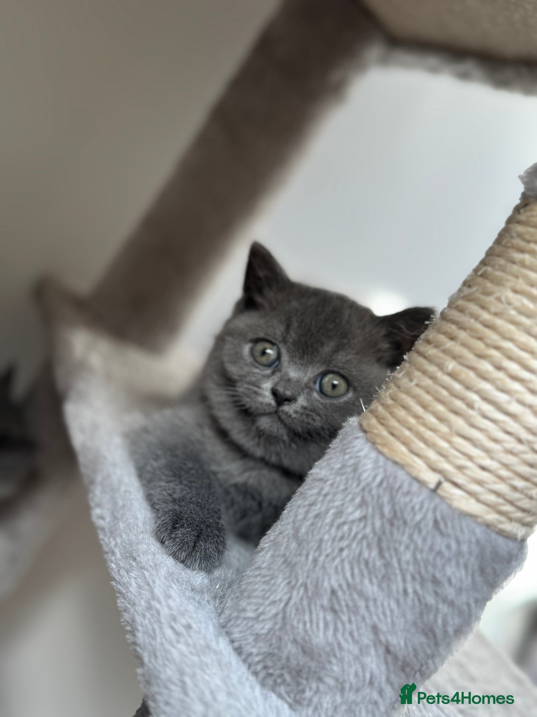 British Shorthair cats for sale: GCCF Registered British Shorthair kittens  - Image 3