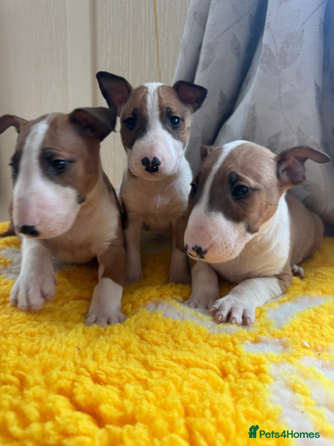 Bull Terrier dogs for sale: Stunning KC Registered 5* Bull Terrier Pups - Advert 13