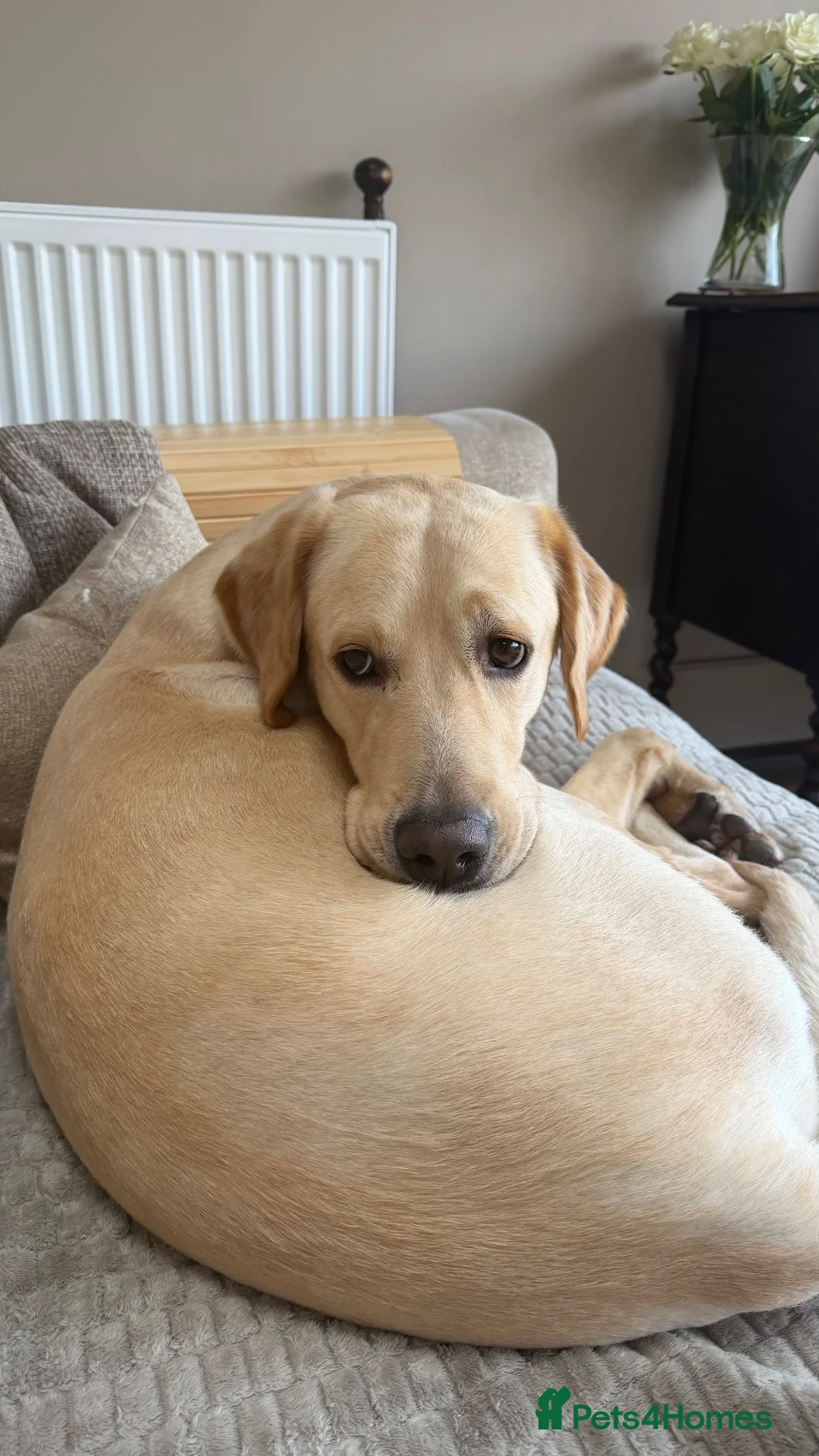 Goldador dogs for sale: 4-Year-Old Friendly Family Dog in Chorley - Advert 2