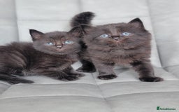 Scottish Fold cats for sale: Healthy and beautiful Scottish fold kittens - Image 17