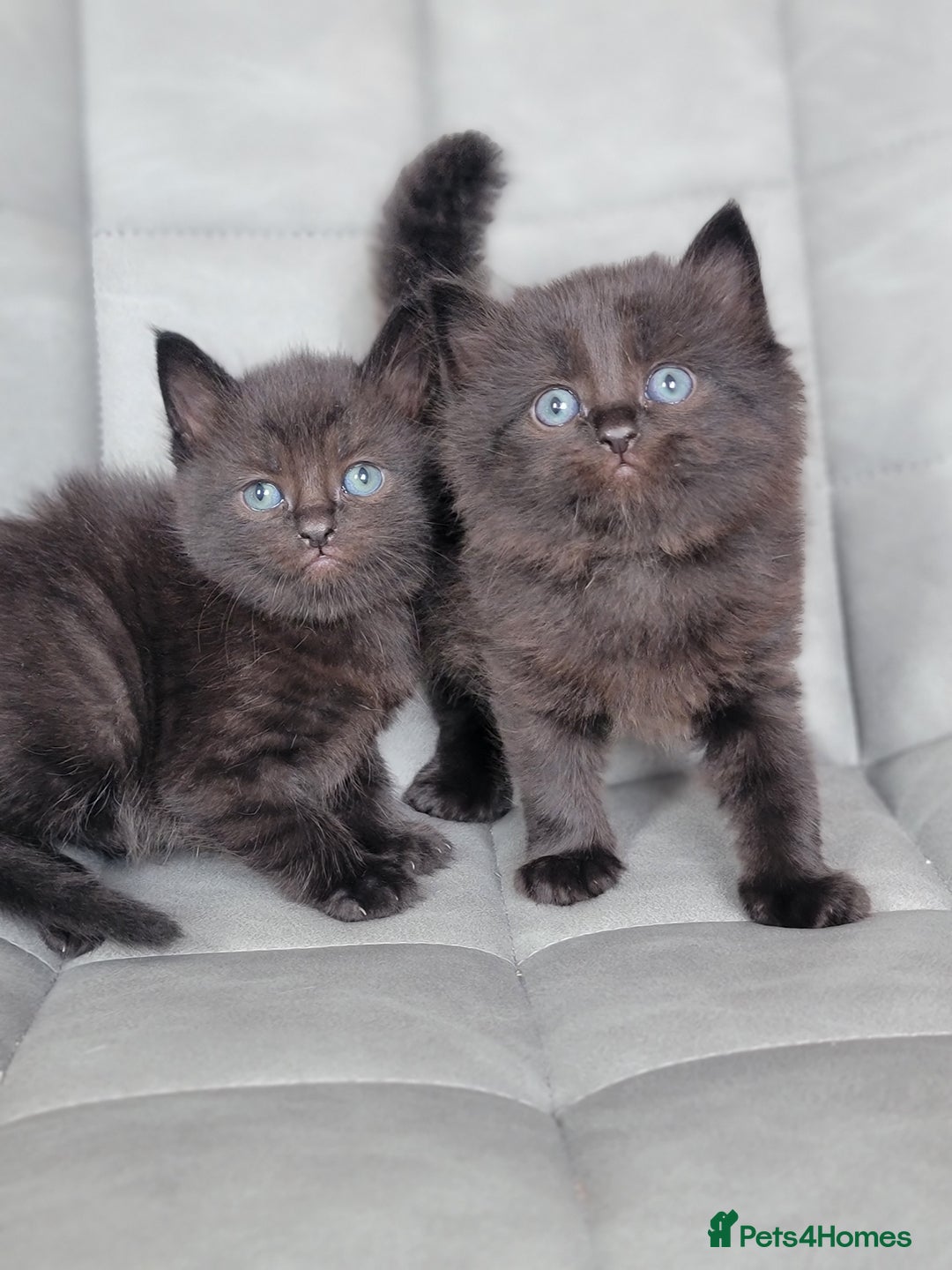 Scottish Fold cats for sale: Healthy and beautiful Scottish fold kittens - Image 17