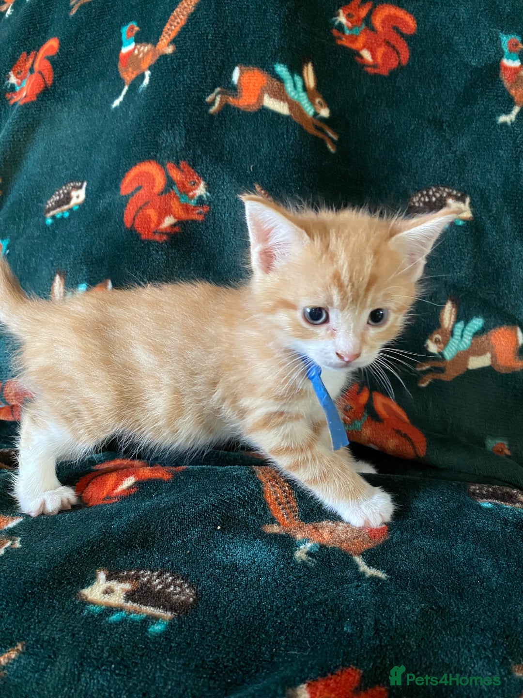 Mixed Breed cats for sale: Maine Coon, BSH, moggy mash ups - Advert 15