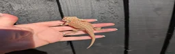 Bearded Dragon reptiles for sale: Baby bearded dragons - Advert 18